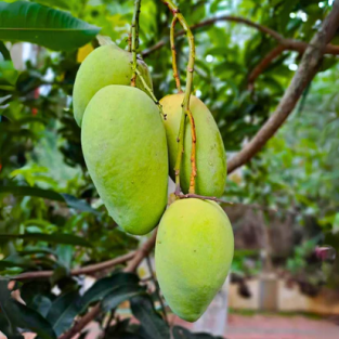 Amrapali-( আম্রপালি)- (5KG) With Delivery Charge.