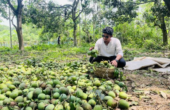 HIMSAGOR MANGO