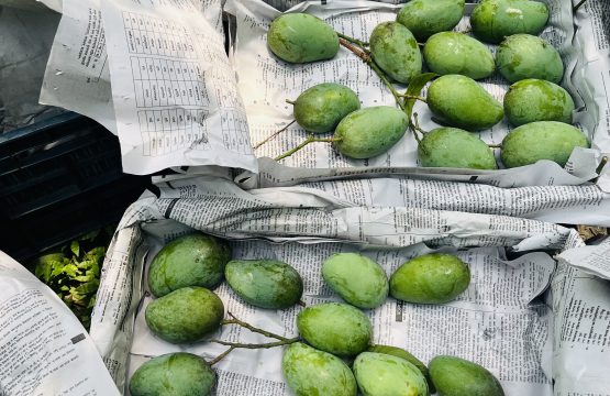 HIMSAGOR MANGO