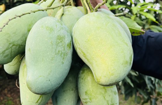 HIMSAGOR MANGO