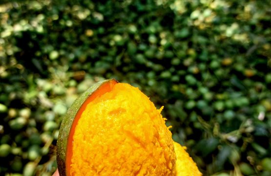 🥭 হিমসাগর (ক্ষিরসাপাত) -