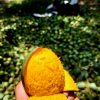 🥭 হিমসাগর (ক্ষিরসাপাত) -