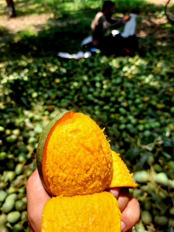 🥭 হিমসাগর (ক্ষিরসাপাত) -