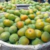 হিমসাগর (ক্ষিরসাপাত)