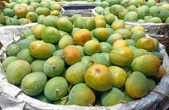হিমসাগর (ক্ষিরসাপাত)