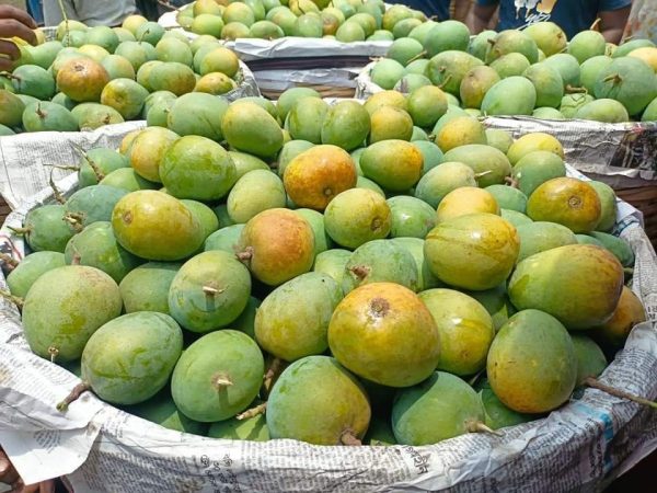 হিমসাগর (ক্ষিরসাপাত)