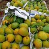 হিমসাগর (ক্ষিরসাপাত) – রাজশাহী ও চাঁপাইনবাবগঞ্জ অঞ্চলে বেশি চাষ হয়। স্বাদে মিষ্টি, আঁশহীন, এবং গন্ধে অতুলনীয়।