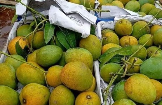 হিমসাগর (ক্ষিরসাপাত) – রাজশাহী ও চাঁপাইনবাবগঞ্জ অঞ্চলে বেশি চাষ হয়। স্বাদে মিষ্টি, আঁশহীন, এবং গন্ধে অতুলনীয়।