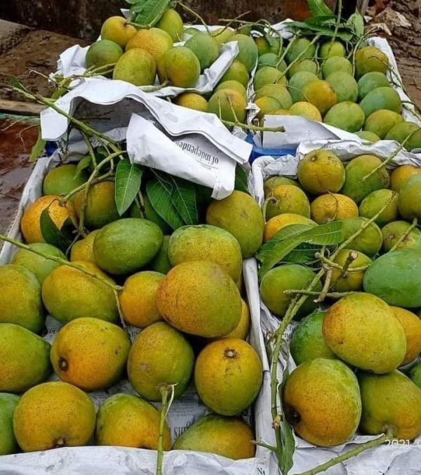 হিমসাগর (ক্ষিরসাপাত) – রাজশাহী ও চাঁপাইনবাবগঞ্জ অঞ্চলে বেশি চাষ হয়। স্বাদে মিষ্টি, আঁশহীন, এবং গন্ধে অতুলনীয়।