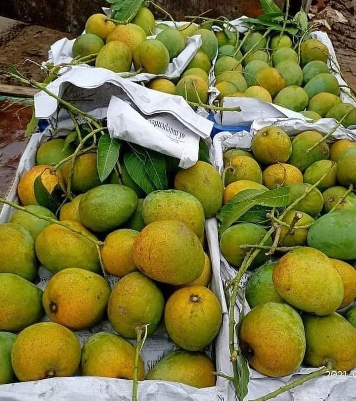 হিমসাগর (ক্ষিরসাপাত) – রাজশাহী ও চাঁপাইনবাবগঞ্জ অঞ্চলে বেশি চাষ হয়। স্বাদে মিষ্টি, আঁশহীন, এবং গন্ধে অতুলনীয়।
