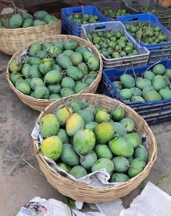 🥭 হিমসাগর (ক্ষিরসাপাত) - Roya's- (৳ 3050 /per crate) সাতক্ষীরার খাঁটি হিমসাগর আম এখন প্রি-বুকিং চলছে!