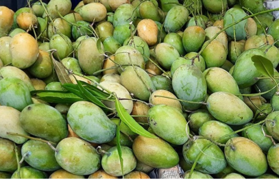 Himsagar -হিমসাগর (ক্ষিরসাপাত) –