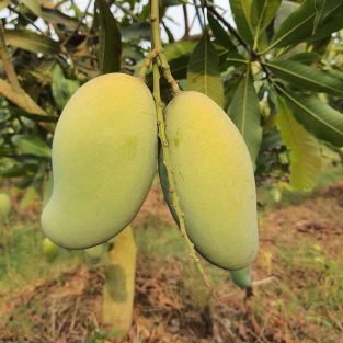Amrapali- (আম্রপালি)-(22KG) - Courier Pickup With Delivery Charge.